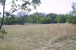 mini_IMG_2460.JPG